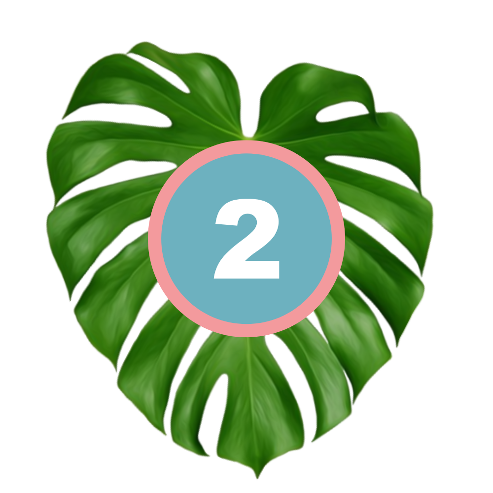2 PHASE two with picture of leaf